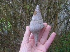 V LARGE Bartonian Eocene