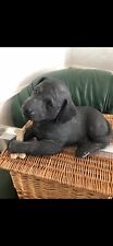 Sandicast   Black Labrador Dog