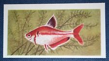Serpa Little-Brycon   Tropical Freshwater Aquarium Fish   Vintage Card
