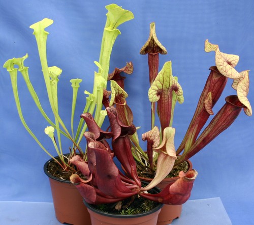Sarracenia pitcher - 3, x