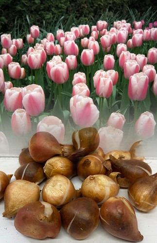 100 ollioules darwin hybrid - ollioules,