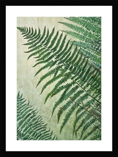 Stunning fern fronds print - fern,