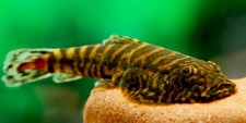 Pack red tail borneo - pack,