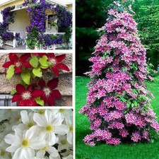 50Pcs Mix Clematis Seeds Bloom
