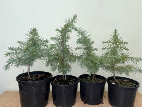 Cedar tree sapling - cedar,