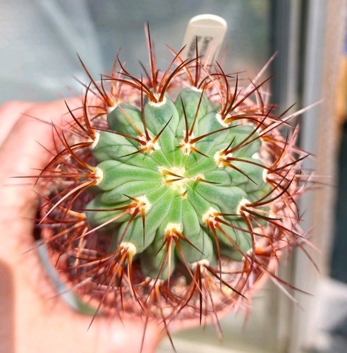 Denmoza rhodacantha - rhodacantha,