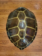 Green Sea Turtle Shell 32 X