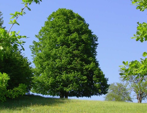 Tilia cordata small - /,