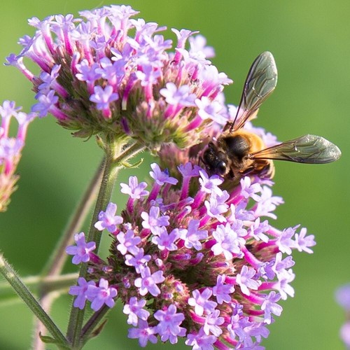 Verbena bonariensis bee - verbena,