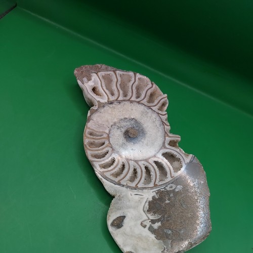 Fossil ammonite cut - ammonite, polished