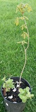 Oak Tree Sapling 2-Year-Old