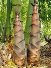 12 x Bambusa Bambos  Giant