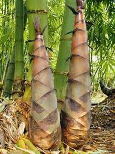Bambusa bambos giant - bambos,