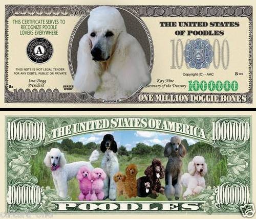 The poodle million dollar - poodle,