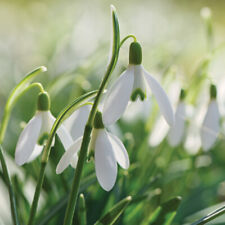 T&M Snowdrop Giant Galanthus elwesii Garden Hardy Bulb Plants Flowering Bulbs