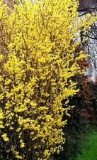 2 bare rooted forsythia
