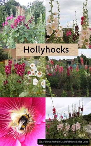 100 mixed colour hollyhock - 100,