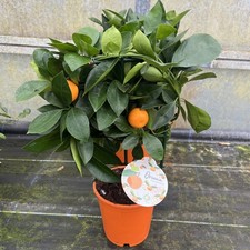 Citrus Orange Calamondin 40cm