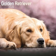 Golden Retriever Calendar 2026