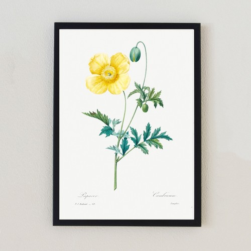 Botanical vintage flower - vintage,