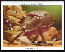 PLAYER - AQUARIUM STUDIES - #8 THE KING CRAB