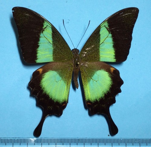 Papilio buddha male - papilio, nilgiri