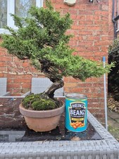 Itoigawa Juniper Bonalsai Tree