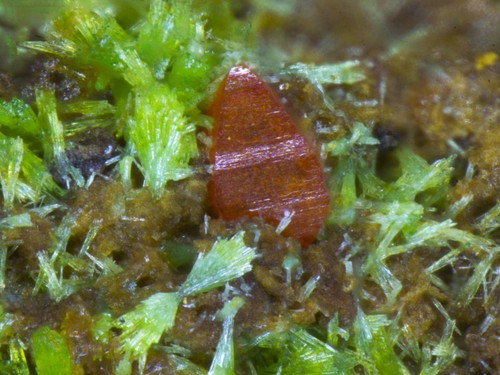 Wulfenite pyromorphite xx - pyromorphite,