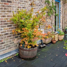 170 cm Acer Tree in Wooden