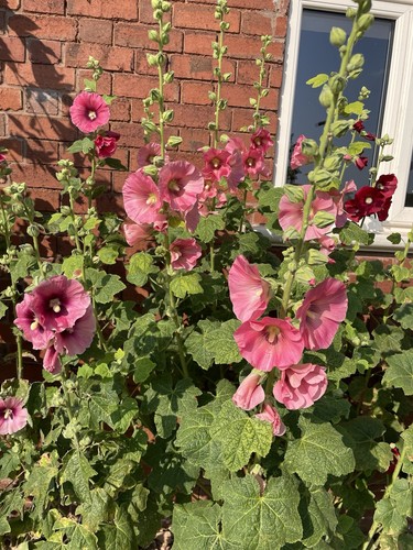 Single hollyhock cottage - x,