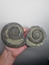 Genuine Whitby Yorkshire Jurassic Hildoceras Ammonite Fossil