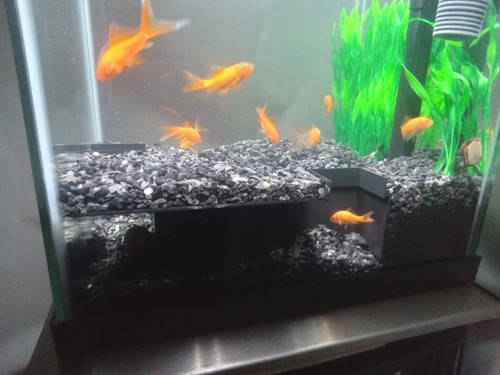 Large corner aquarium fish - aquarium,