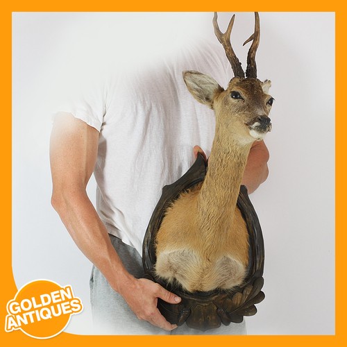 Real roe deer head - roe-deer,