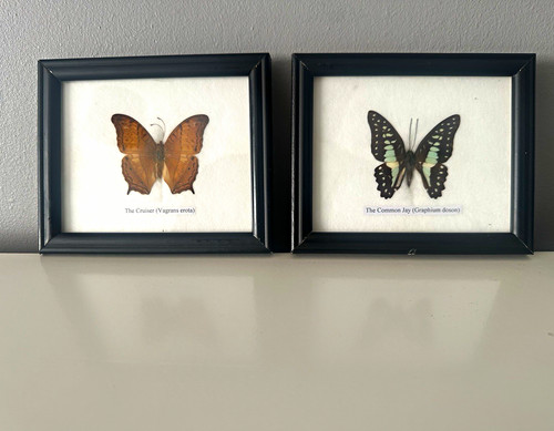 Pair framed real - pair,