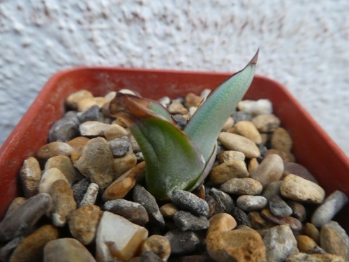 Agave victoria reginae royal - agave,