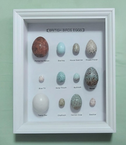Framed replica birds - framed,