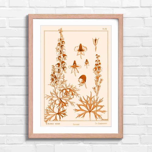 Monks hood botanical - hood,