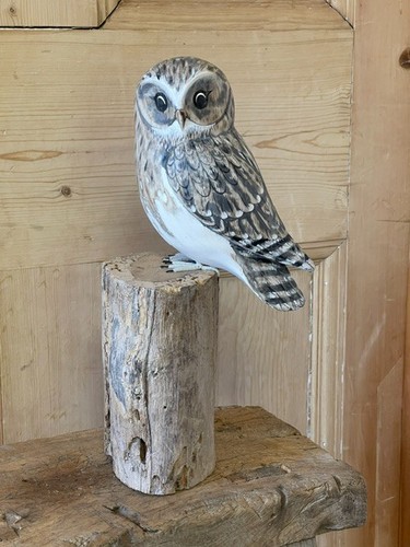 Archipelago little owl bird - little,