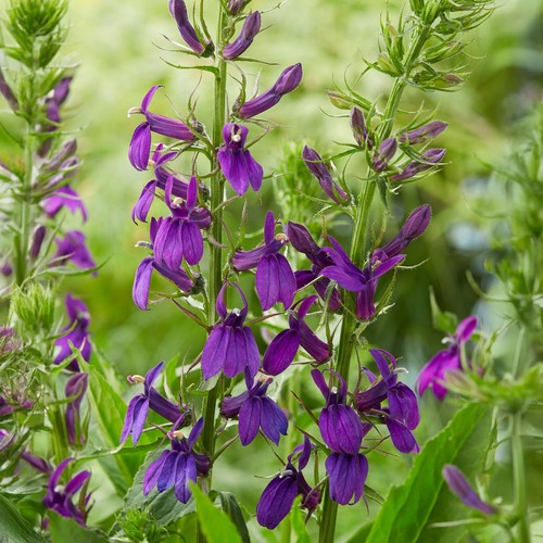 Lobelia speciosa starship - ×,