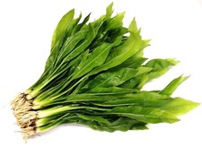 Amazon Sword Echinodorus Bleheri Live Aquarium Aquatic Plants Fish Tank