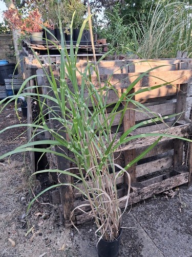 Sale tall miscanthus - sale!,