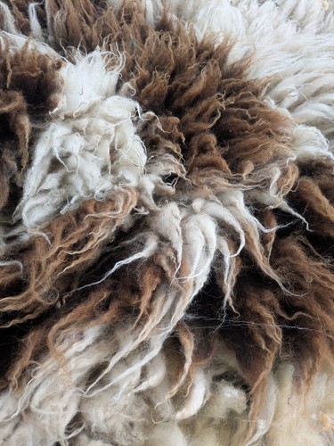Jacob shearling ram - jacob,