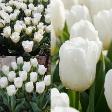 Triumph Tulip Calgary Flower