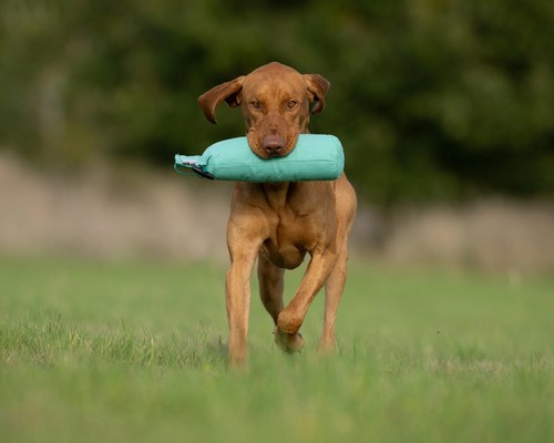 Gun dog 2lb canvas dummy - gun,