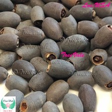 60pcs Mixed Lotus Nicked Seeds