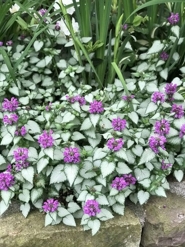 Lamium pink silver - x, herbs
