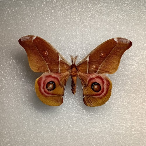 Madagascar bullseye moth - bullseye,