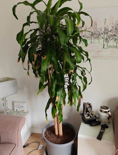 Very large thriving indoor - very,