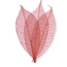 25 Pack Skeleton Leaves - 2”