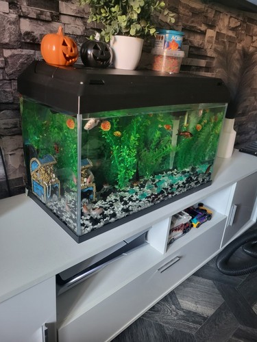 2ft fish tank